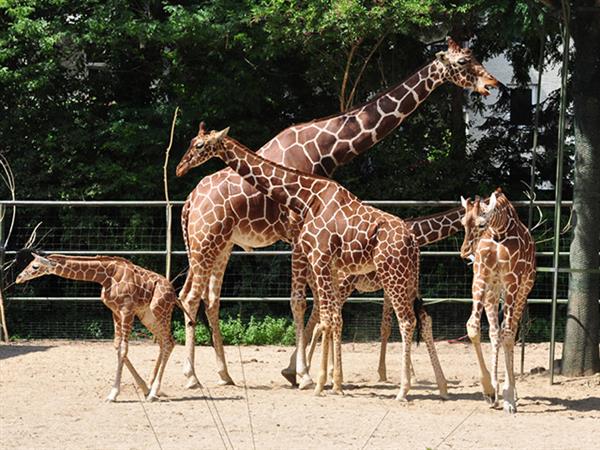 Grote foto geldige k lner zoo korting uitverkoop 2023 tickets en kaartjes dierentuinen