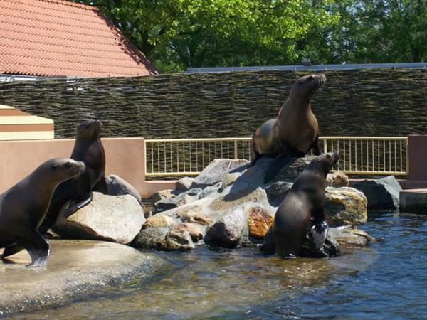 Grote foto geldige dolfinarium korting uitverkoop 2023 tickets en kaartjes dierentuinen