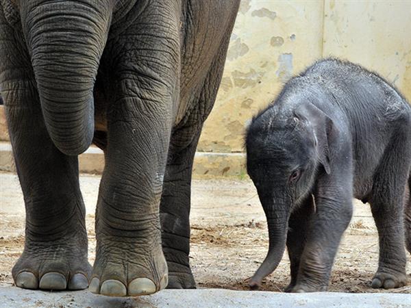 Grote foto geldige zoo antwerpen korting uitverkoop 2023 tickets en kaartjes dierentuinen