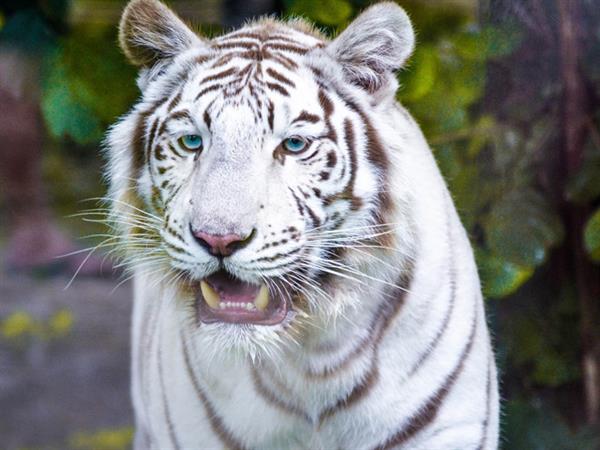 Grote foto geldige zooparc overloon korting uitverkoop 2023 tickets en kaartjes dierentuinen