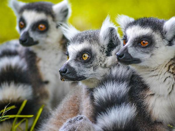 Grote foto geldige zooparc overloon korting uitverkoop 2023 tickets en kaartjes dierentuinen