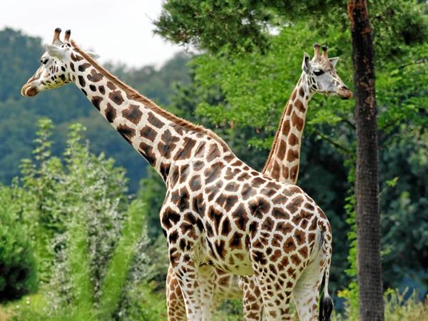 Grote foto geldige zoo leipzig korting uitverkoop 2023 tickets en kaartjes dierentuinen