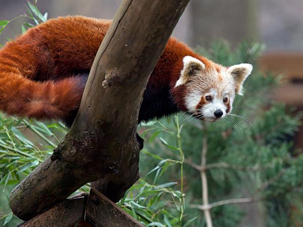 Grote foto geldige zoo leipzig korting uitverkoop 2023 tickets en kaartjes dierentuinen