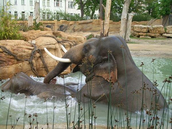 Grote foto geldige zoo leipzig korting uitverkoop 2023 tickets en kaartjes dierentuinen