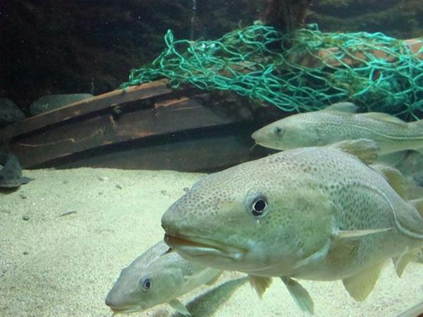 Grote foto geldige zeeaquarium korting uitverkoop 2023 tickets en kaartjes overige tickets en kaartjes