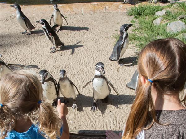 Grote foto geldige aquazoo leeuwarden korting uitverkoop 2023 tickets en kaartjes dierentuinen