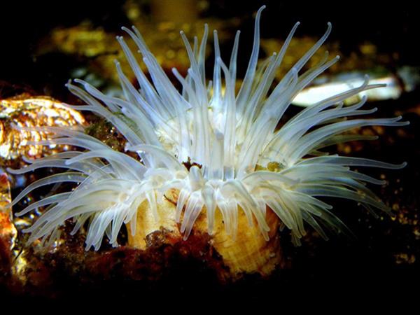 Grote foto geldige muzee aquarium delfzijl korting uitverkoop 2023 tickets en kaartjes overige tickets en kaartjes