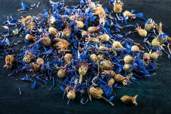 Grote foto verkoop van blauwe korenbloem van de fabrikant agrarisch planten