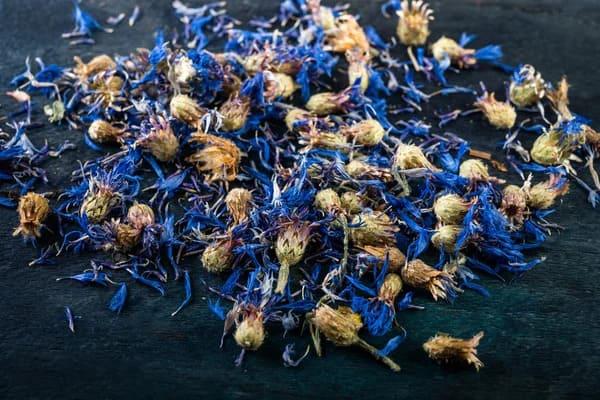 Grote foto verkoop van blauwe korenbloem van de fabrikant agrarisch planten