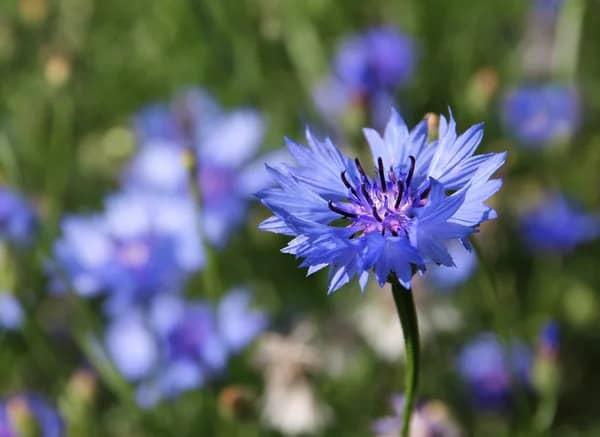 Grote foto verkoop van blauwe korenbloem van de fabrikant agrarisch planten