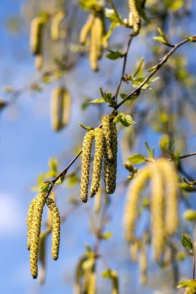 Grote foto verkoop van berk knoppen van de fabrikant agrarisch planten