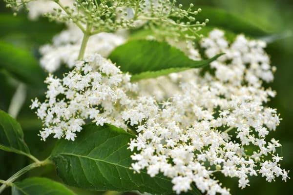 Grote foto verkoop van vlierbloesem van de fabrikant agrarisch planten