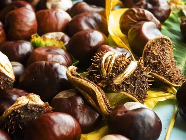 Grote foto verkoop van paardenkastanje van de fabrikant agrarisch planten