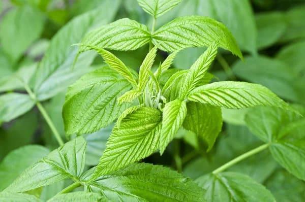 Grote foto verkoop van frambozenbladeren van de fabrikant agrarisch planten