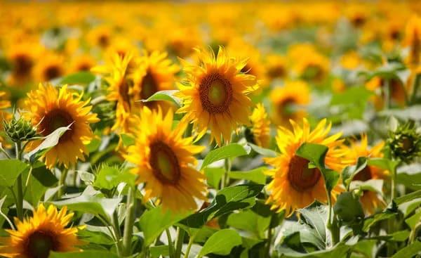 Grote foto verkoop van zonnebloem van de fabrikant agrarisch planten