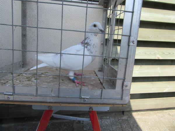 Grote foto verschillende postduiven dieren en toebehoren duiven