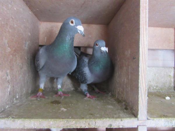 Grote foto verschillende postduiven dieren en toebehoren duiven