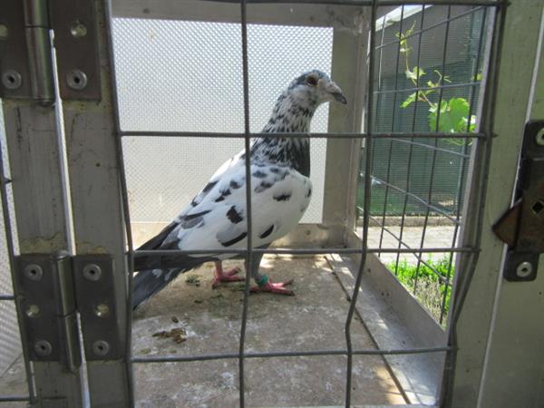 Grote foto verschillende postduiven dieren en toebehoren duiven