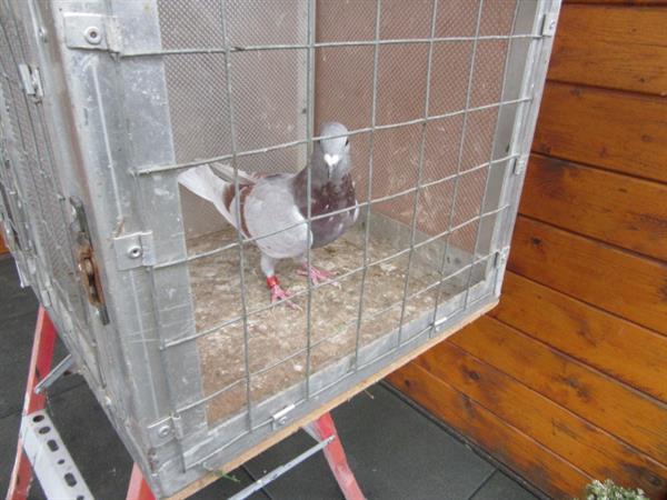 Grote foto verschillende postduiven dieren en toebehoren duiven