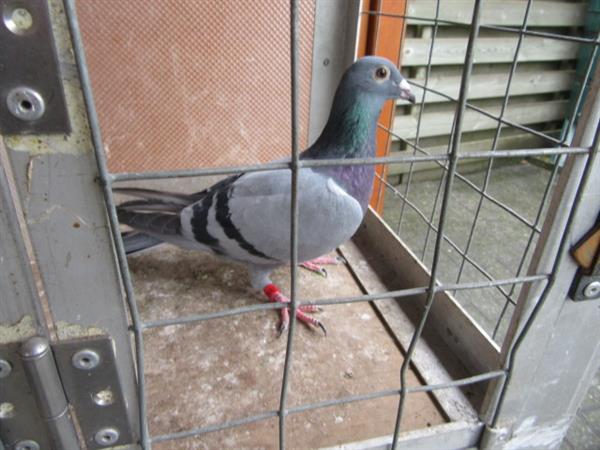 Grote foto verschillende postduiven dieren en toebehoren duiven