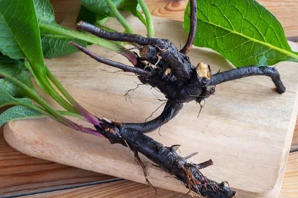 Grote foto verkoop van smeerwortel in bulk van de fabrikant agrarisch planten