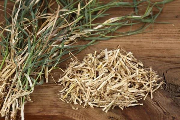 Grote foto verkoop van tarwegras in bulk van de fabrikant agrarisch planten