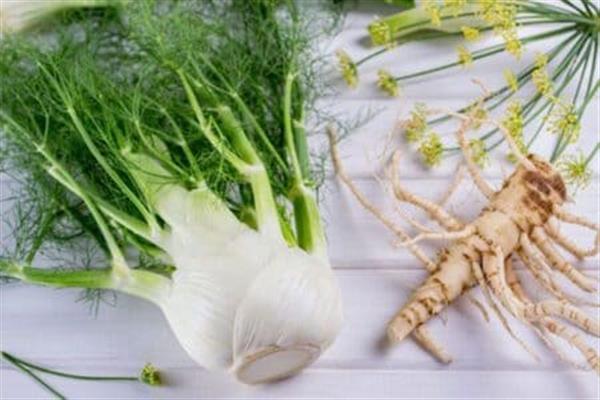 Grote foto verkoop van venkel in bulk van de fabrikant agrarisch planten