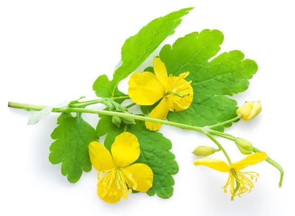 Grote foto verkoop van celandine in bulk van de fabrikant agrarisch planten