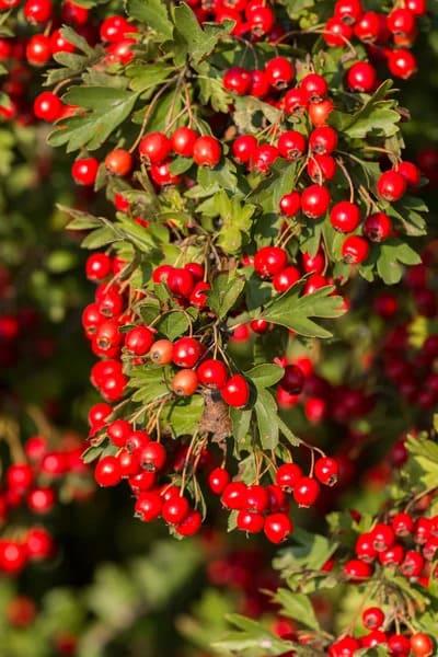 Grote foto verkoop van meidoorn in bulk van de fabrikant agrarisch planten