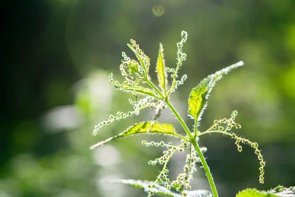 Grote foto verkoop van brandnetelzaden in bulk agrarisch planten