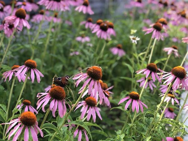 Grote foto verkoop van echinacea purpurea in bulk agrarisch planten