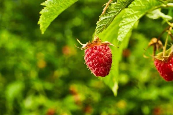 Grote foto verkoop van frambozenwortels in bulk agrarisch planten