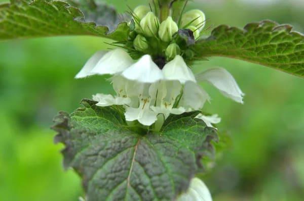 Grote foto verkoop van brandnetel van de fabrikant agrarisch planten