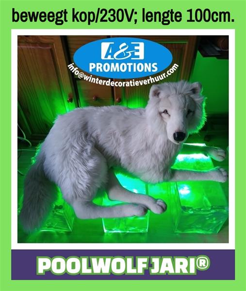 Grote foto witte poolwolf verhuur pooldieren hasselt diversen overige diversen