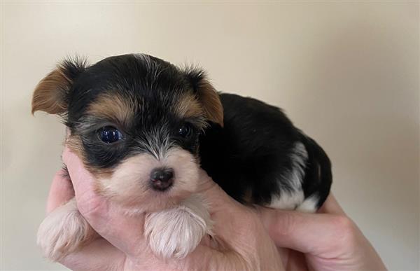 Grote foto yorkshire terrier pupjes dieren en toebehoren jack russells en terri rs