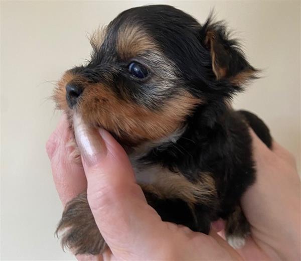 Grote foto yorkshire terrier pupjes dieren en toebehoren jack russells en terri rs