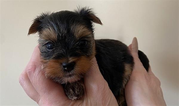 Grote foto yorkshire terrier pupjes dieren en toebehoren jack russells en terri rs