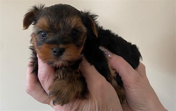 Grote foto yorkshire terrier pupjes dieren en toebehoren jack russells en terri rs