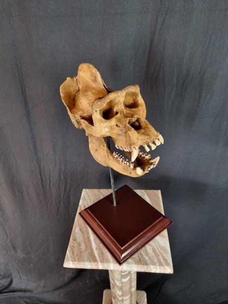 Grote foto beeld impressive gorilla skull on stand 44 cm hars antiek en kunst curiosa en brocante