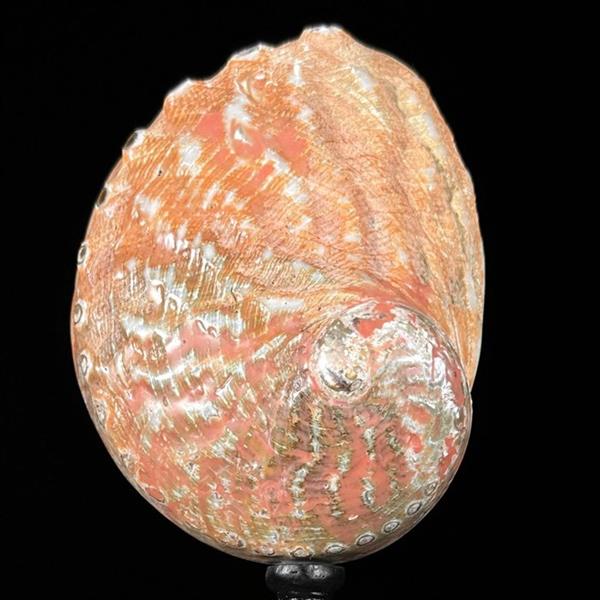 Grote foto geen reserveprijs ingewikkelde abalone shell op een aangepaste standaard zeeschelp haliotis as antiek en kunst curiosa en brocante