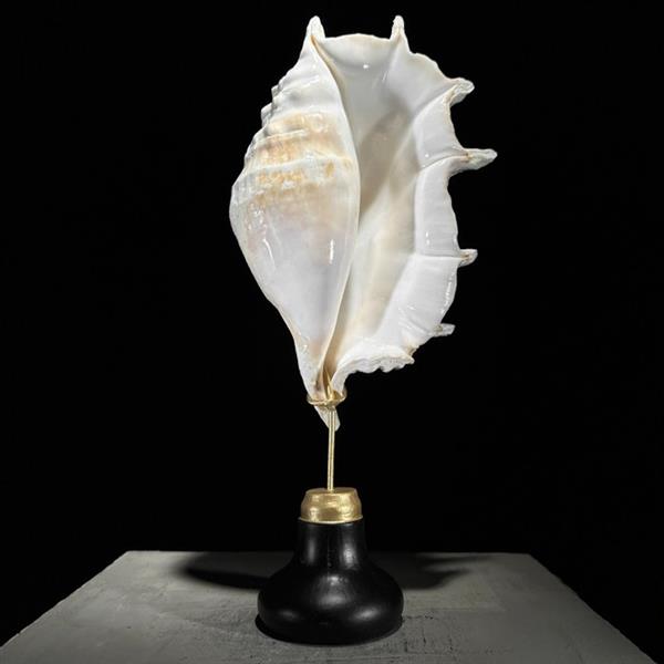 Grote foto geen reserveprijs prachtige spider conch shell op een aangepaste standaard zeeschelp lambis la antiek en kunst curiosa en brocante