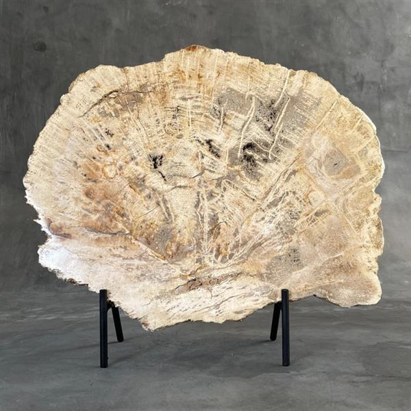 Grote foto geen minimumverkoopprijs c prachtig stuk versteend hout op standaard gefossiliseerd hout 34 antiek en kunst curiosa en brocante