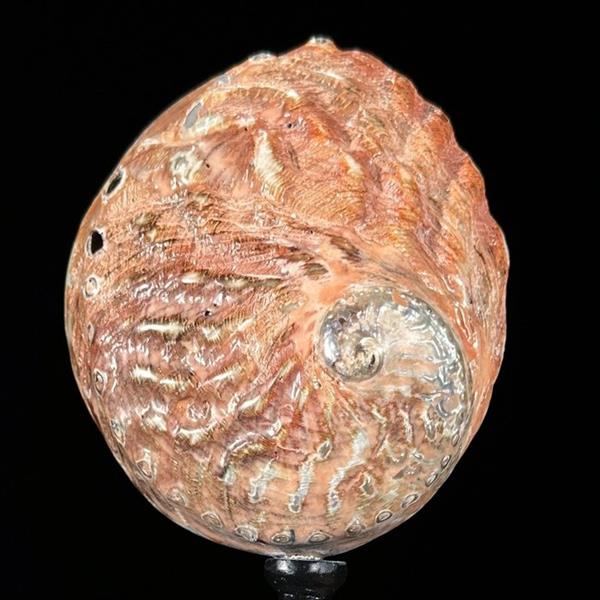 Grote foto geen reserveprijs ingewikkelde rode abalone schelp op standaard zeeschelp haliotis asinina z antiek en kunst curiosa en brocante
