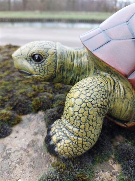 Grote foto beeld lifelike turtle 14 cm polyresin antiek en kunst curiosa en brocante