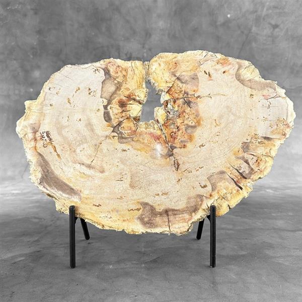 Grote foto geen resereprijs prachtig stuk versteend hout met standaard gefossiliseerd hout petrified wood antiek en kunst curiosa en brocante