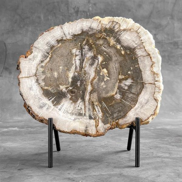 Grote foto geen reserveprijs prachtig stuk versteend hout op standaard gefossiliseerd hout petrified wood antiek en kunst curiosa en brocante