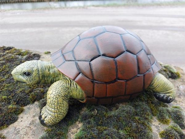 Grote foto beeld lifelike turtle 14 cm polyresin antiek en kunst curiosa en brocante