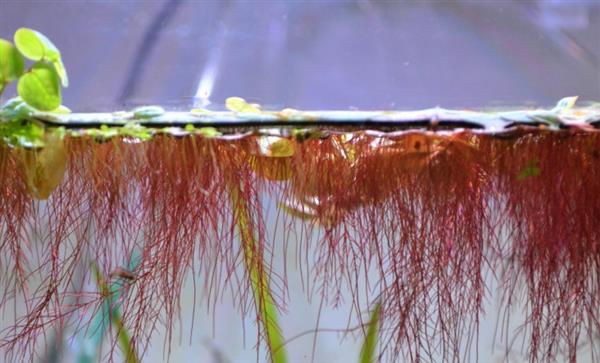 Grote foto phyllantus fluitans aquariumplant drijfplant in cup dieren en toebehoren vissenkommen