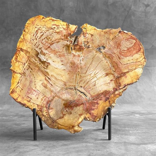 Grote foto geen reserveprijs c prachtig groot stuk versteend hout op een aangepaste standaard gefossilisee antiek en kunst curiosa en brocante