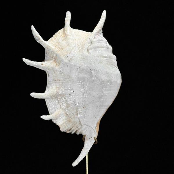 Grote foto geen reserveprijs prachtige spider conch shell op een aangepaste standaard zeeschelp lambis lam antiek en kunst curiosa en brocante